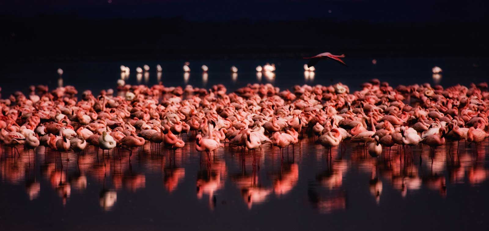 Flamingoes at Lake Nakaru. Allabroad.com.au