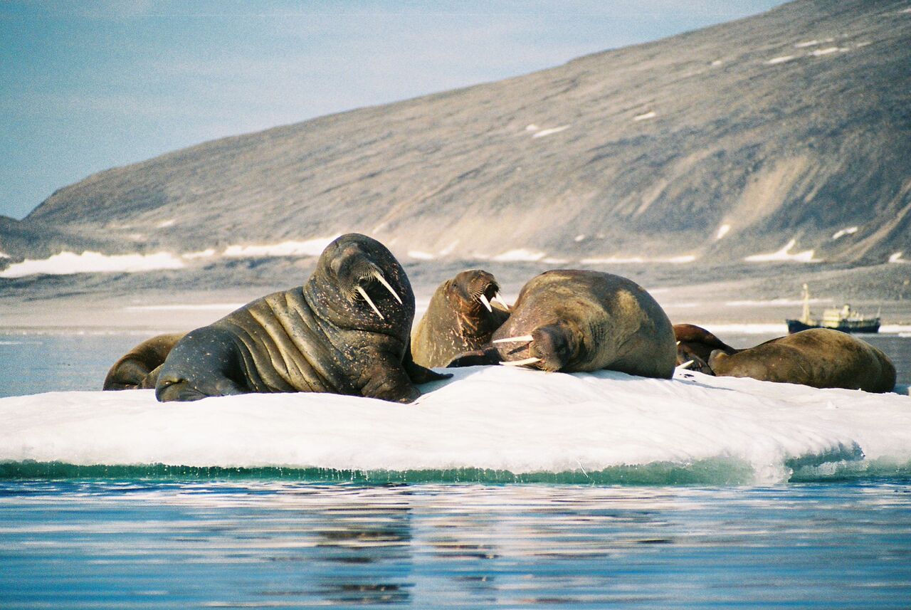 Walrus in Svalbard. Allabroad.com.au