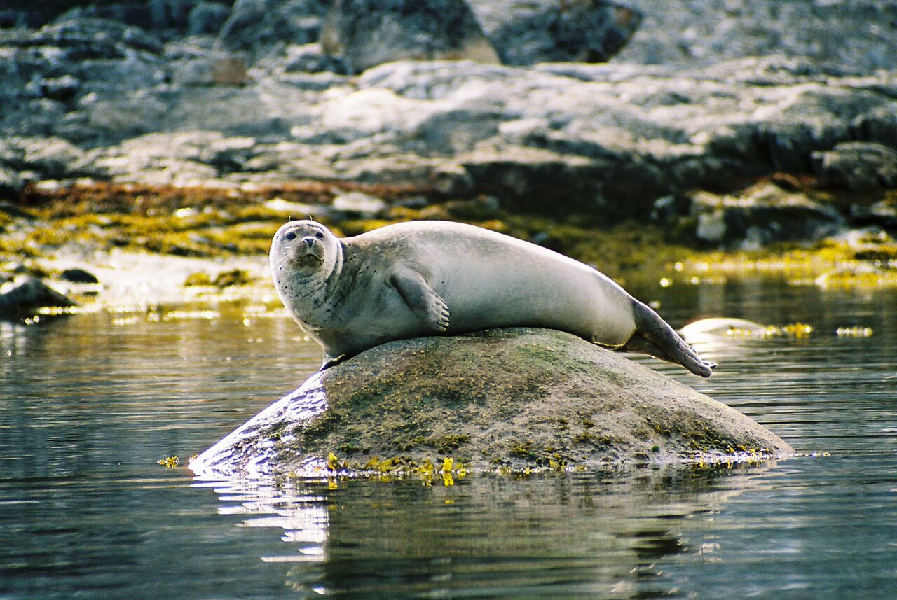 Harbour Seal in Svalbard. Allabroad.com.au