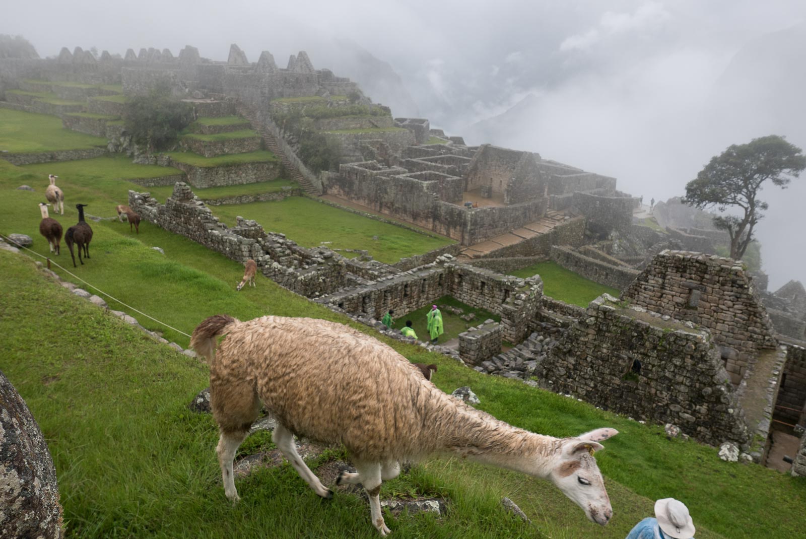 Llamas and ruins at Machu Picchu, Peru